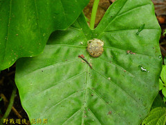 Plectotropis mackensii