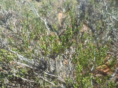 Stoebe rugulosa
