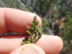 Stoebe rugulosa