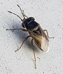 Geocoris megacephalus