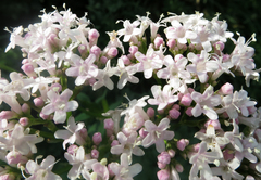 Valeriana sitchensis