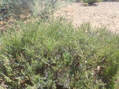 Stoebe rugulosa