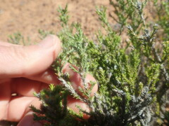 Stoebe rugulosa
