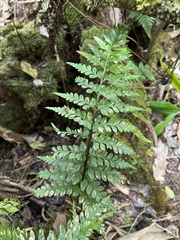 Asplenium insiticium