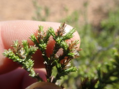 Stoebe rugulosa