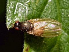 Calliopum