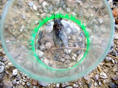 Tibicina
