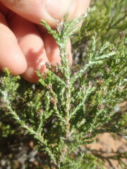 Stoebe rugulosa