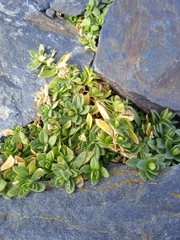 Cerastium holosteoides