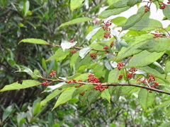 Ilex micrococca
