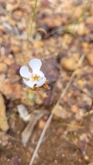 Drosera walyunga