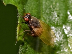 Calliopum