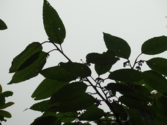 Ilex micrococca