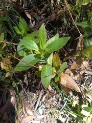 Goodenia decurrens