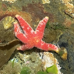 Henricia