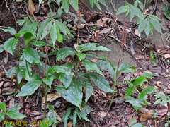 Goodyera rubicunda