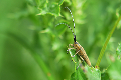 Agapanthia villosoviridescens