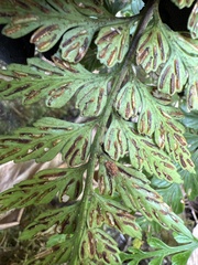 Asplenium insiticium