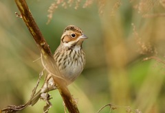 Emberiza pusilla