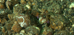 Odontodactylus latirostris
