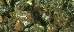 Odontodactylus latirostris