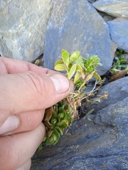 Cerastium holosteoides