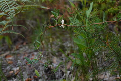 Billardiera scandens