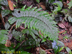 Hymenasplenium excisum