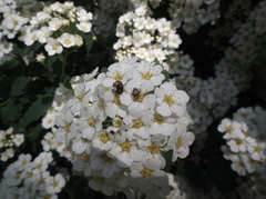 Anthrenus picturatus