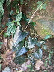 Asarum