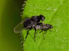 Phorinae