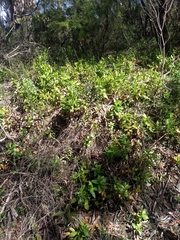 Goodenia decurrens