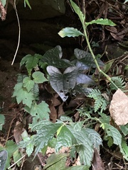 Asarum
