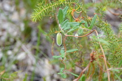 Billardiera scandens