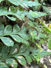 Asplenium insiticium