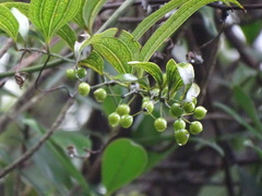 Smilax lanceifolia