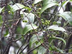 Smilax lanceifolia