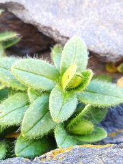 Cerastium holosteoides