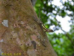 Diploderma polygonatum xanthostomum