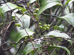 Smilax lanceifolia