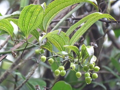 Smilax lanceifolia