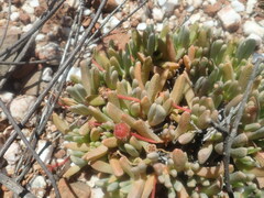 Brianhuntleya intrusa