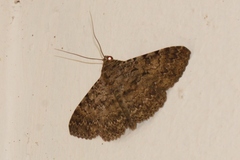 Polydesma umbricola