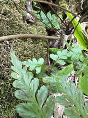 Asplenium insiticium