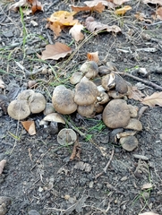 Lyophyllum
