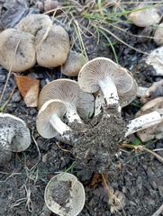 Lyophyllum