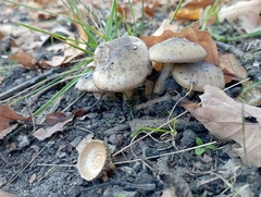 Lyophyllum