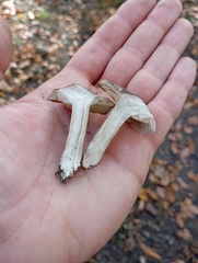 Lyophyllum