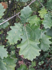 Quercus petraea