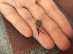 Hygromia cinctella